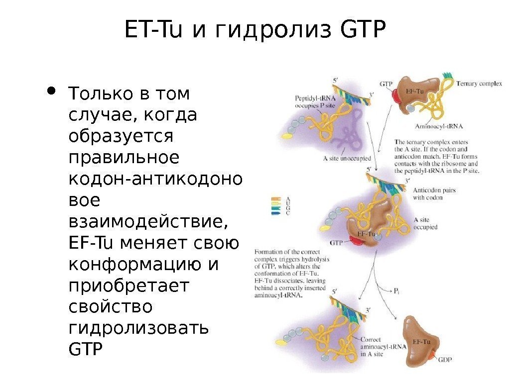 ET-Tu и гидролиз GTP • Только в том случае, когда образуется правильное кодон-антикодоно вое