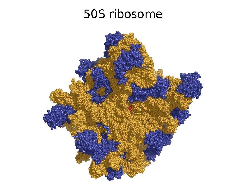 50 S ribosome 