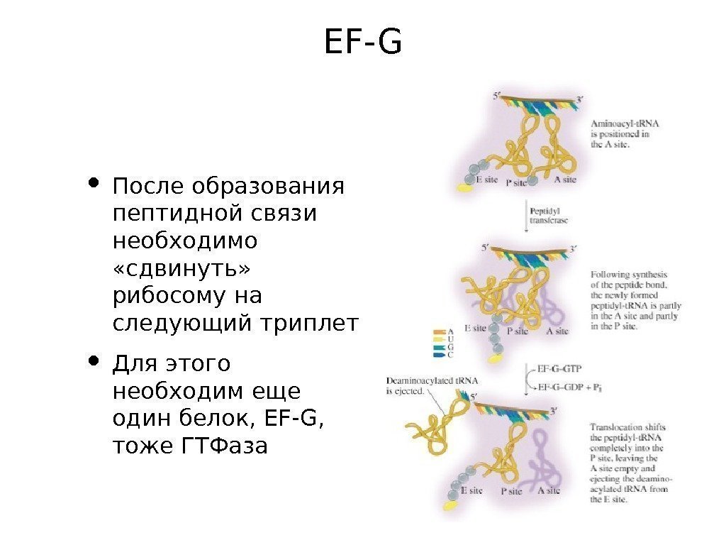 EF-G • После образования пептидной связи необходимо  «сдвинуть»  рибосому на следующий триплет