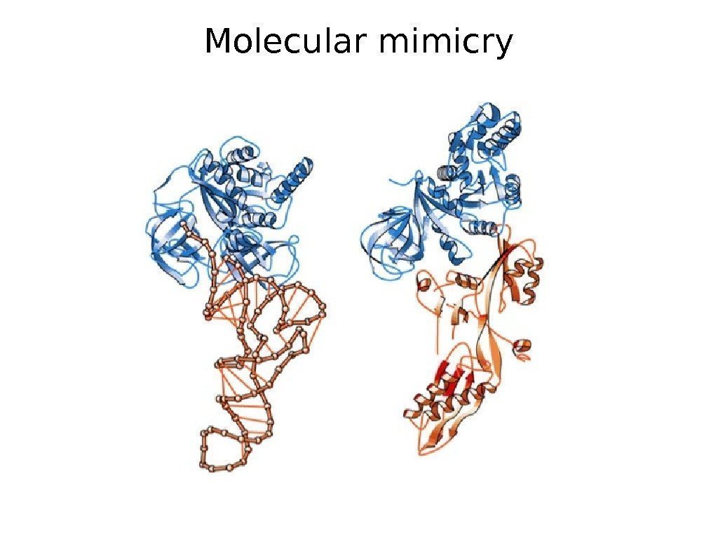 Molecular mimicry 