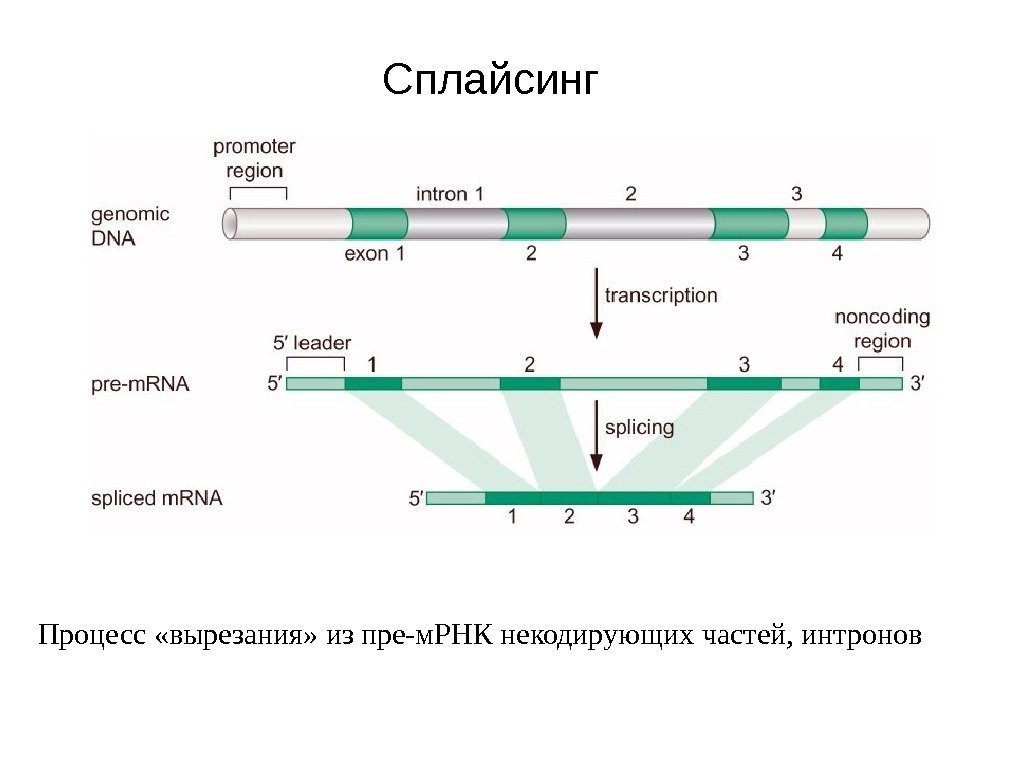 Сплайсинг Процесс «вырезания» из пре-м. РНК некодирующих частей, интронов 