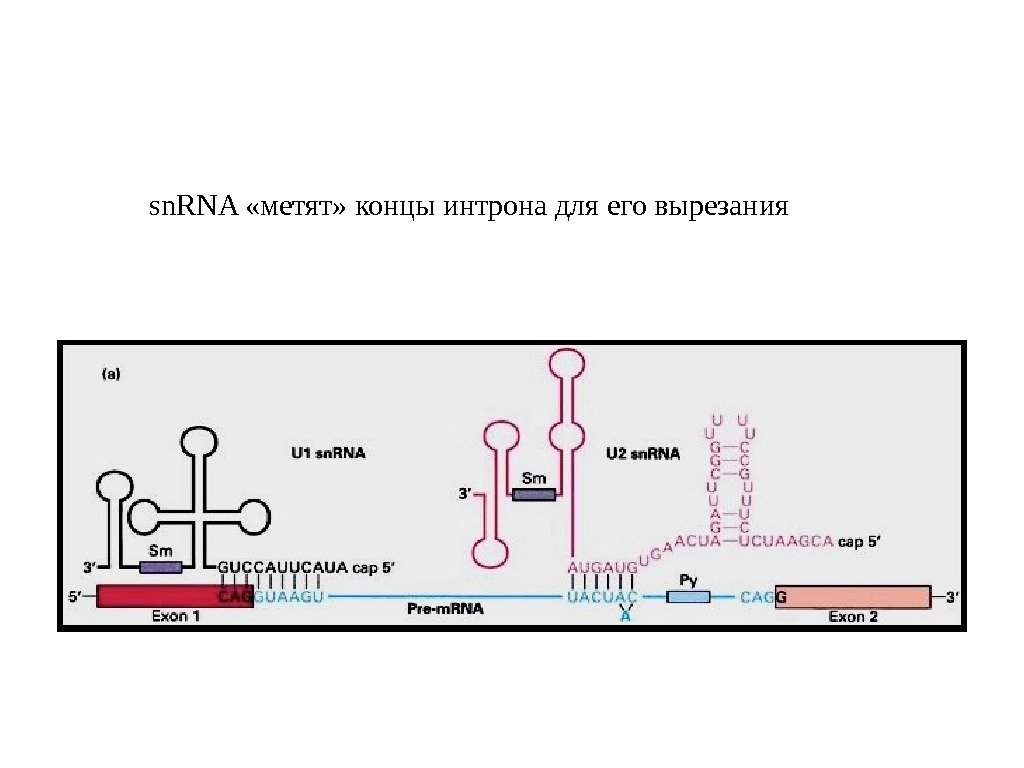 sn. RNA «метят» концы интрона для его вырезания 