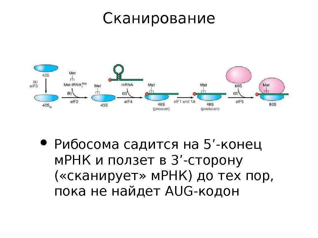 Сканирование • Рибосома садится на 5’-конец м. РНК и ползет в 3’-сторону ( «сканирует»