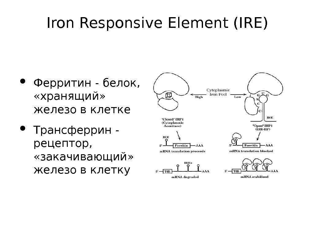 Iron Responsive Element (IRE) • Ферритин - белок,  «хранящий»  железо в клетке