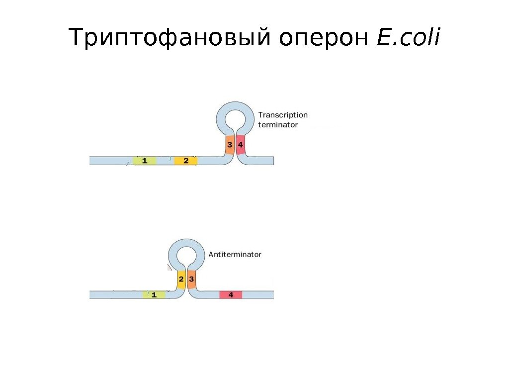Триптофановый оперон E. coli 