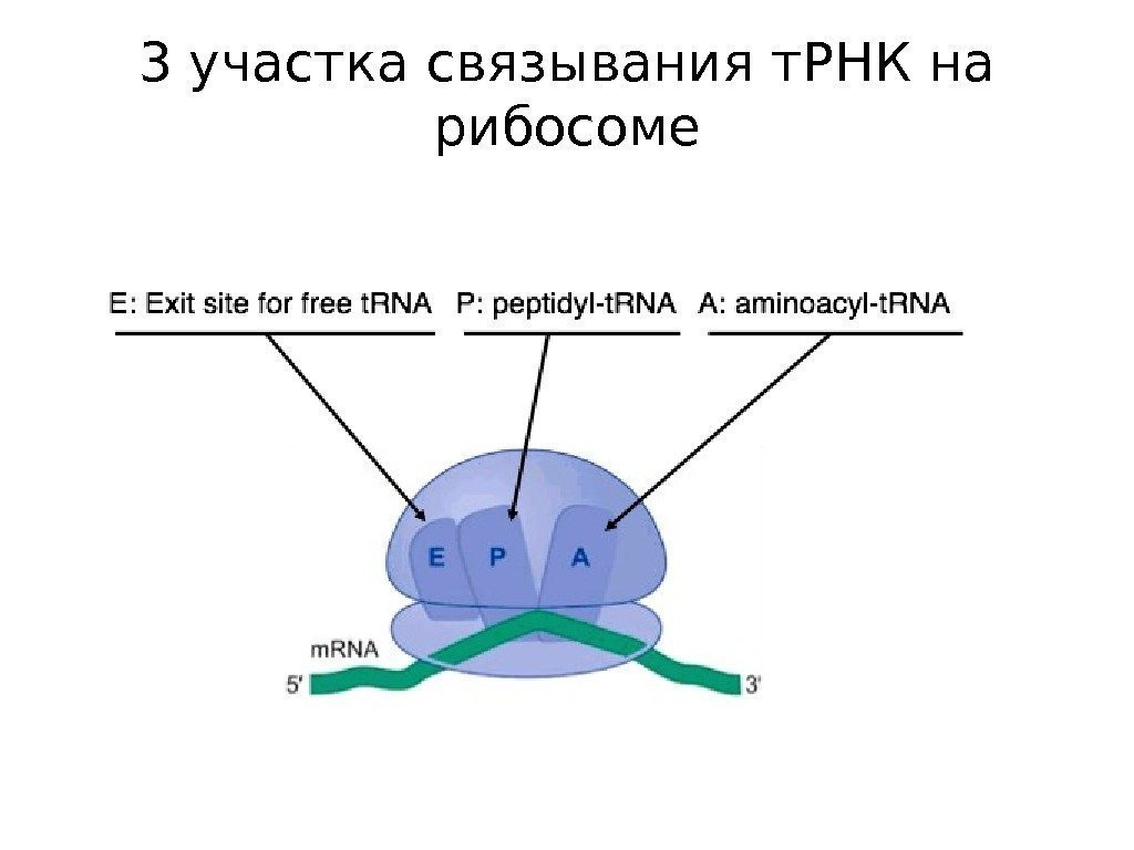 3 участка связывания т. РНК на рибосоме 
