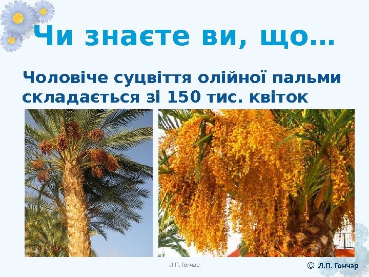 Чи знаєте ви, що… Чоловіче суцвіття олійної пальми складається зі 150 тис. квіток Л.