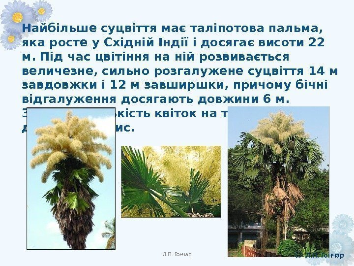 Найбільше суцвіття має таліпотова пальма,  яка росте у Східній Індії і досягає висоти