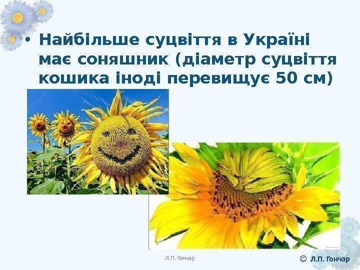  • Найбільше суцвіття в Україні має соняшник (діаметр суцвіття кошика іноді перевищує 50