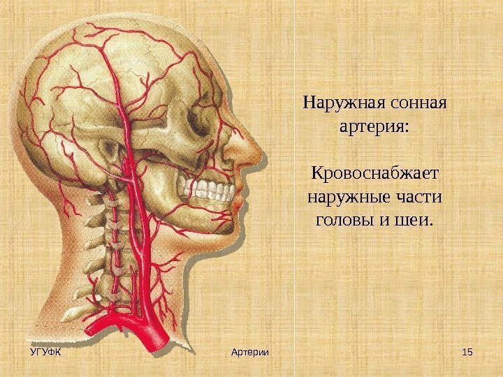 Где находится сонная артерия слева. Кожу и мышцы головы кровоснабжают артерии. Общая Сонная артерия анатомия. Общая Сонная артерия располагается.