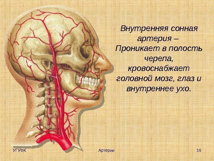 Внутренняя сонная артерия – Проникает в полость черепа,  кровоснабжает головной мозг, глаз и