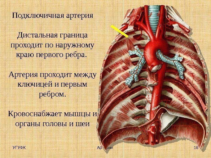 УГУФК Артерии 18 Подключичная артерия Дистальная граница проходит по наружному краю первого ребра. 