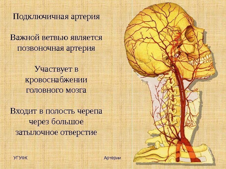 УГУФК Артерии 19 Подключичная артерия Важной ветвью является позвоночная артерия Участвует в кровоснабжении головного