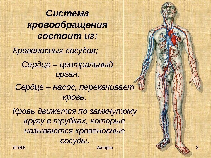 Система кровообращения состоит из: Кровеносных сосудов; Сердце – центральный орган; Сердце – насос, перекачивает