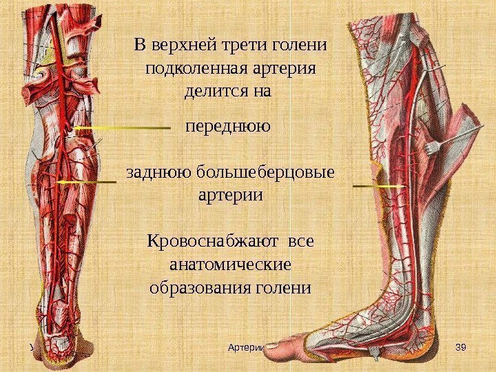 Передняя большеберцовая артерия схема