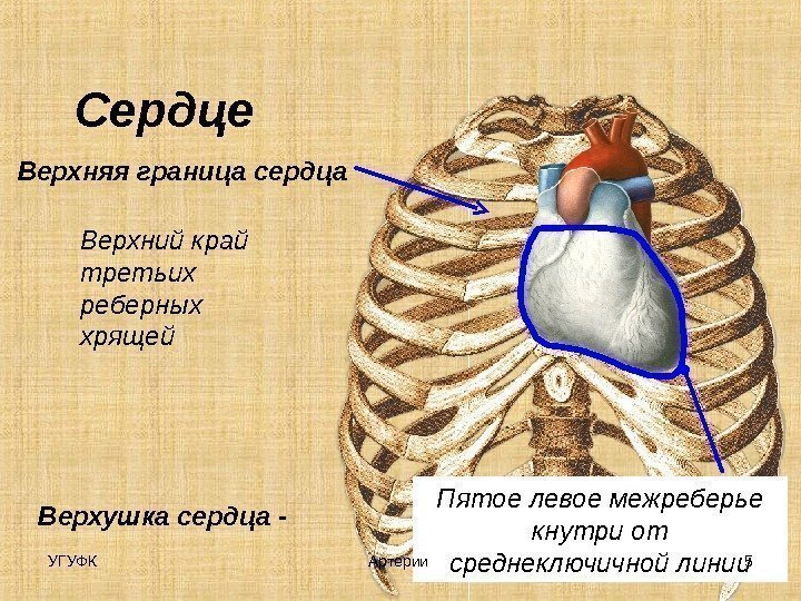 Верхняя граница сердца Сердце Верхний край третьих реберных хрящей Верхушка сердца - Пятое левое