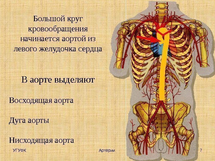 УГУФК Артерии 7 Большой круг кровообращения начинается аортой из левого желудочка сердца В аорте