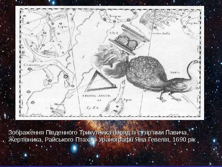 Зображення Південного Трикутника поряд із сузір'ями Павича,  Жертівника, Райського Птаха з Уранографії Яна