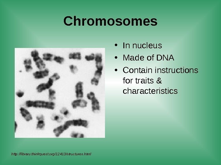Chromosomes • In nucleus • Made of DNA • Contain instructions for traits &