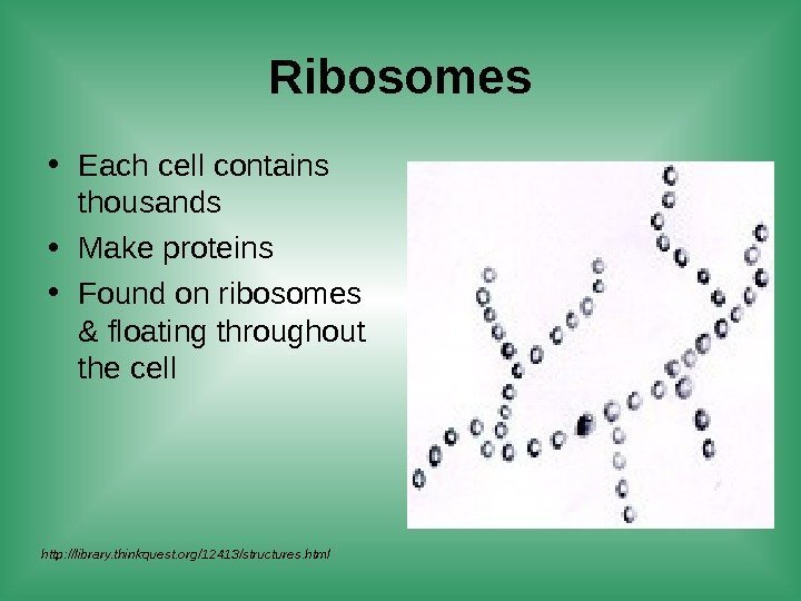 Ribosomes • Each cell contains thousands • Make proteins • Found on ribosomes &