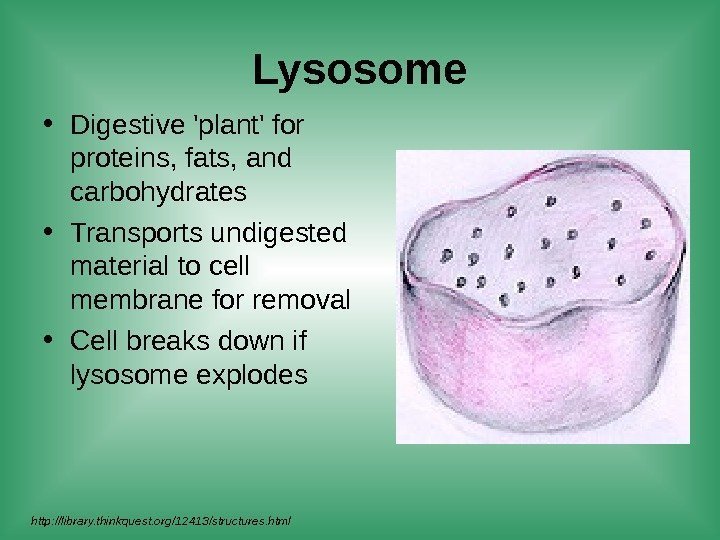 Lysosome • Digestive 'plant' for proteins, fats, and carbohydrates • Transports undigested material to