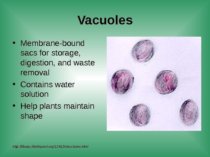 Vacuoles • Membrane-bound sacs for storage,  digestion, and waste removal • Contains water
