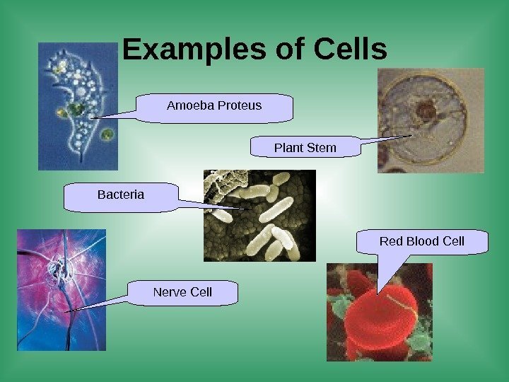 Examples of Cells Amoeba Proteus Plant Stem Red Blood Cell Nerve Cell. Bacteria 