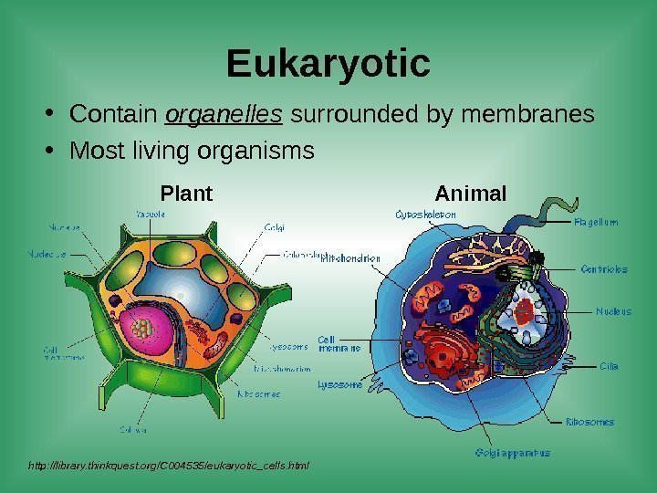 Eukaryotic • Contain organelles surrounded by membranes • Most living organisms Plant Animal http: