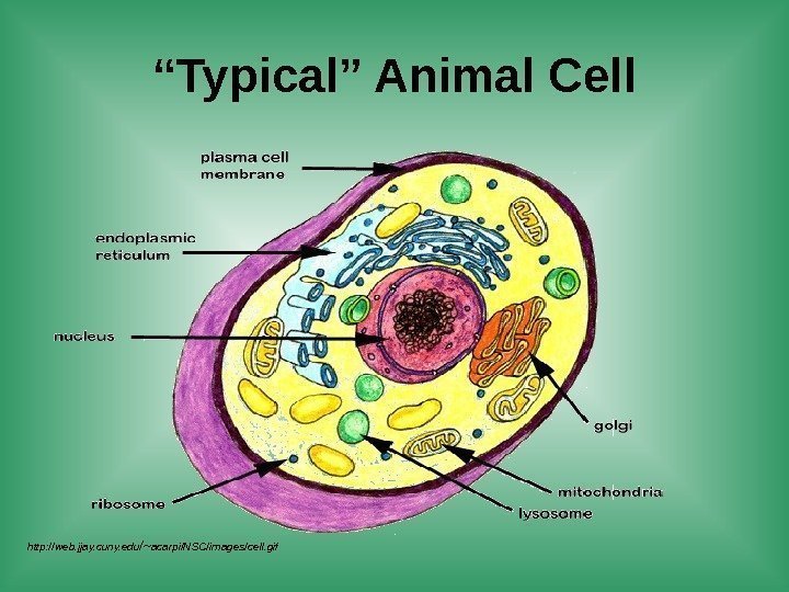 “ Typical” Animal Cell http: //web. jjay. cuny. edu /~ acarpi/NSC/images/cell. gif 