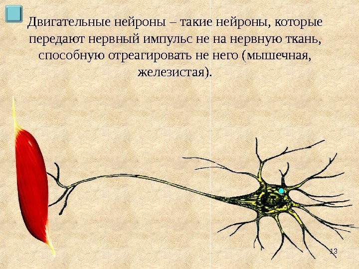 Двигательные нейроны – такие нейроны, которые передают нервный импульс не на нервную ткань, 