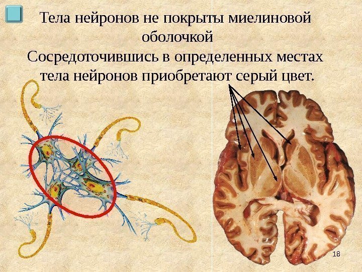 Тела нейронов не покрыты миелиновой оболочкой Сосредоточившись в определенных местах тела нейронов приобретают серый