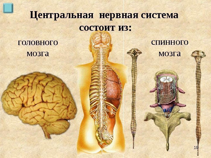 Центральная нервная система состоит из: головного мозга спинного мозга 19 