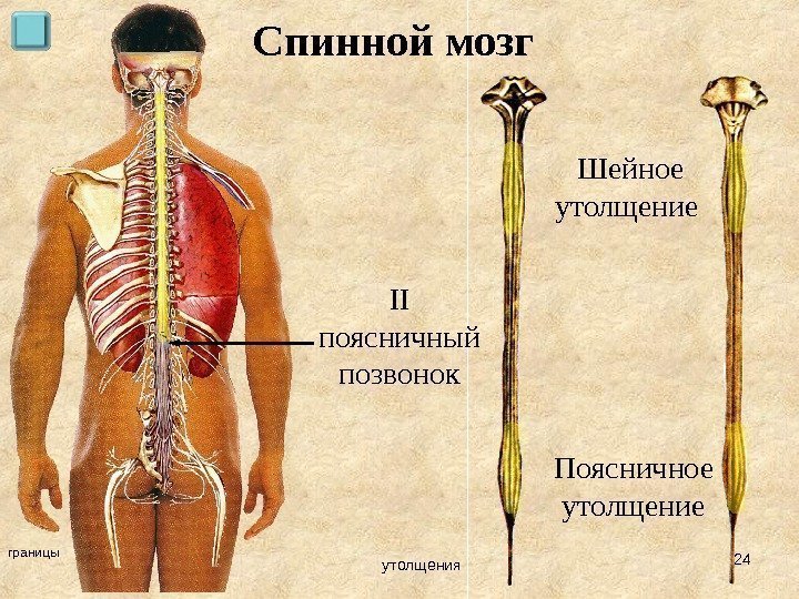 границы утолщения. Спинной мозг Шейное утолщение Поясничное утолщение. II поясничный позвонок 24 