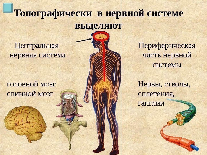 Топографически в нервной системе выделяют Центральная нервная система головной мозг спинной мозг Периферическая часть