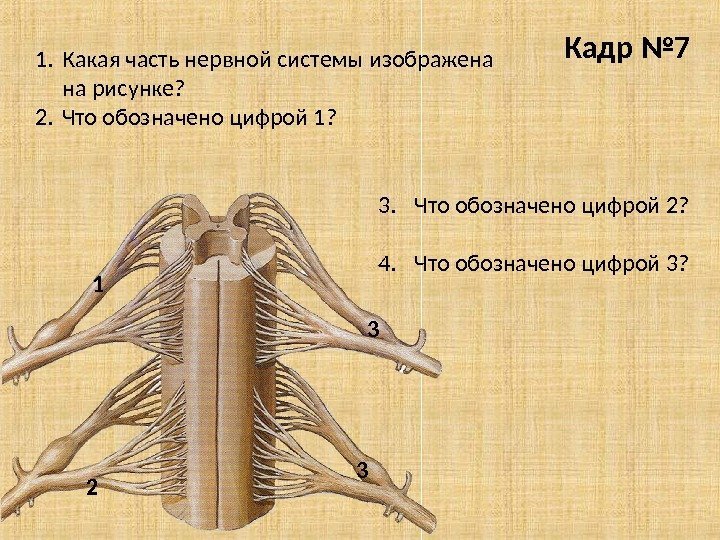 Кадр № 7 1. Какая часть нервной системы изображена на рисунке? 2. Что обозначено
