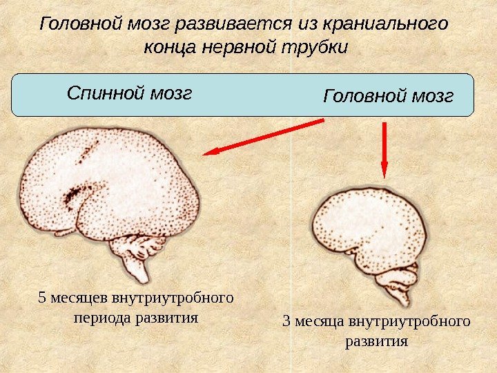 Головной мозг развивается из краниального конца нервной трубки Головной мозг. Спинной мозг 3 месяца