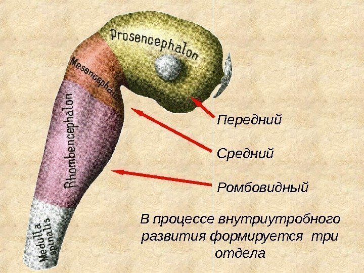 В процессе внутриутробного развития формируется три отдела Передний  Средний Ромбовидный 