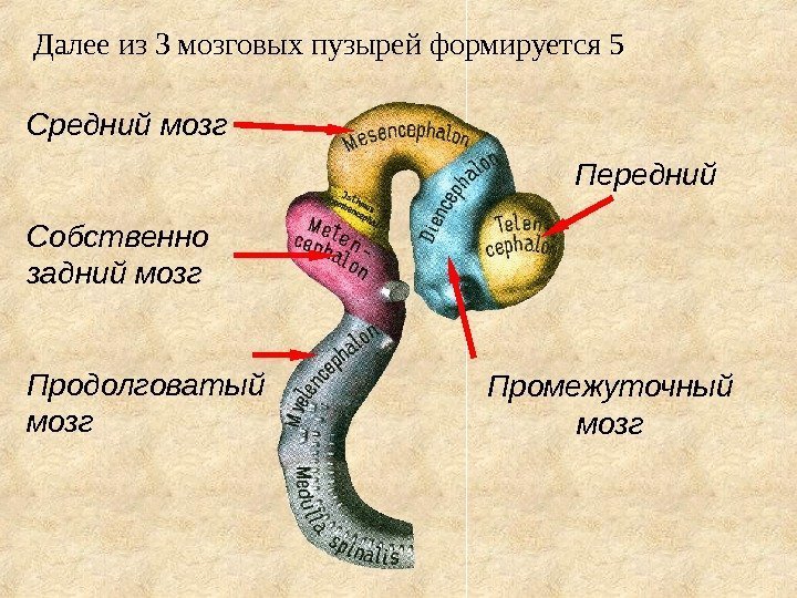 Далее из 3 мозговых пузырей формируется 5 Средний мозг Собственно задний мозг Продолговатый мозг