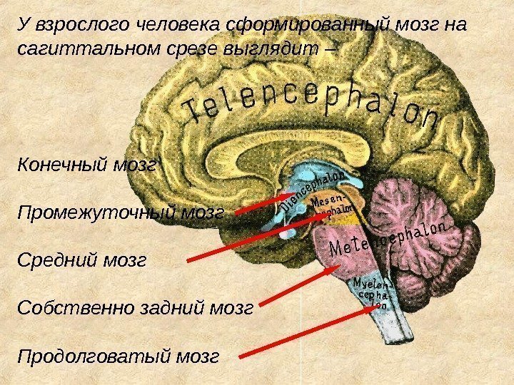 У взрослого человека сформированный мозг на сагиттальном срезе выглядит – Конечный мозг Промежуточный мозг