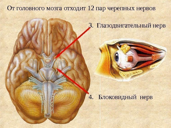 От головного мозга отходит 12 пар черепных нервов 3.  Глазодвигательный нерв 4. 