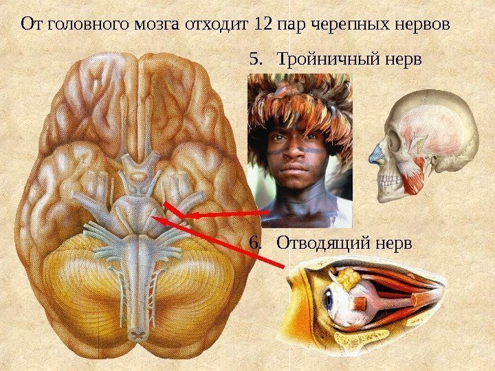 5. Тройничный нерв 6. Отводящий нерв. От головного мозга отходит 12 пар черепных нервов