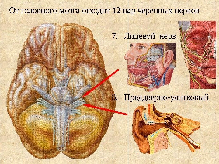 От головного мозга отходит 12 пар черепных нервов 7. Лицевой нерв 8. Преддверно-улитковый 
