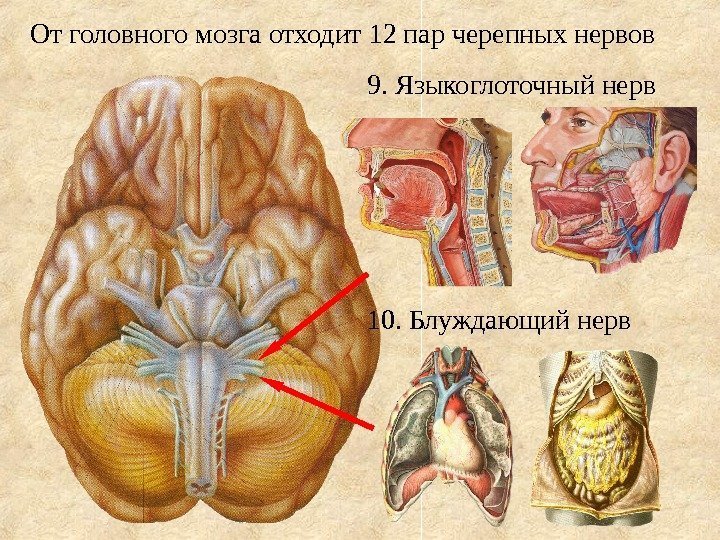 От головного мозга отходит 12 пар черепных нервов 9. Языкоглоточный нерв 10. Блуждающий нерв