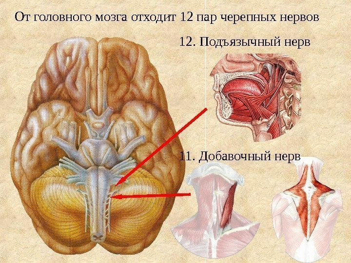 От головного мозга отходит 12 пар черепных нервов 12. Подъязычный нерв 11. Добавочный нерв