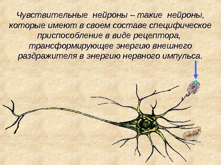 Чувствительные нейроны – такие нейроны,  которые имеют в своем составе специфическое приспособление в