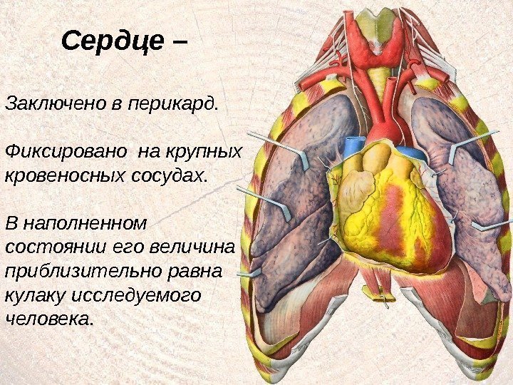 3 Сердце – Заключено в перикард. Фиксировано на крупных кровеносных сосудах. В наполненном состоянии
