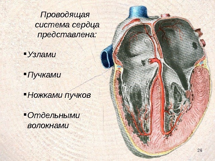 26 Проводящая система сердца представлена:  Узлами Пучками  Ножками пучков Отдельными волокнами 