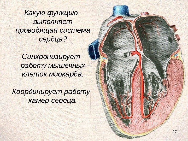 27 Какую функцию выполняет проводящая система сердца? Синхронизирует работу мышечных клеток миокарда. Координирует работу