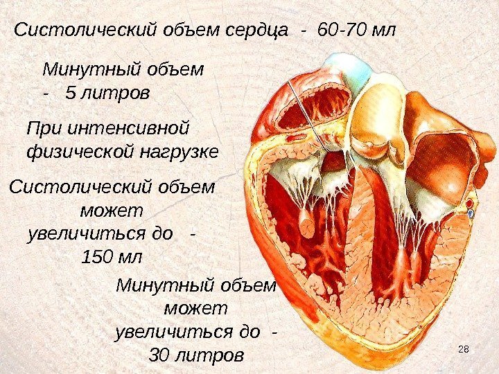 28 Систолический объем сердца - 60 -70 мл Минутный объем  -  5