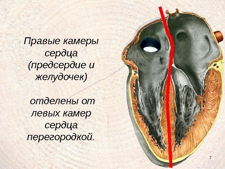 7 Правые камеры сердца (предсердие и желудочек)  отделены от левых камер сердца перегородкой.